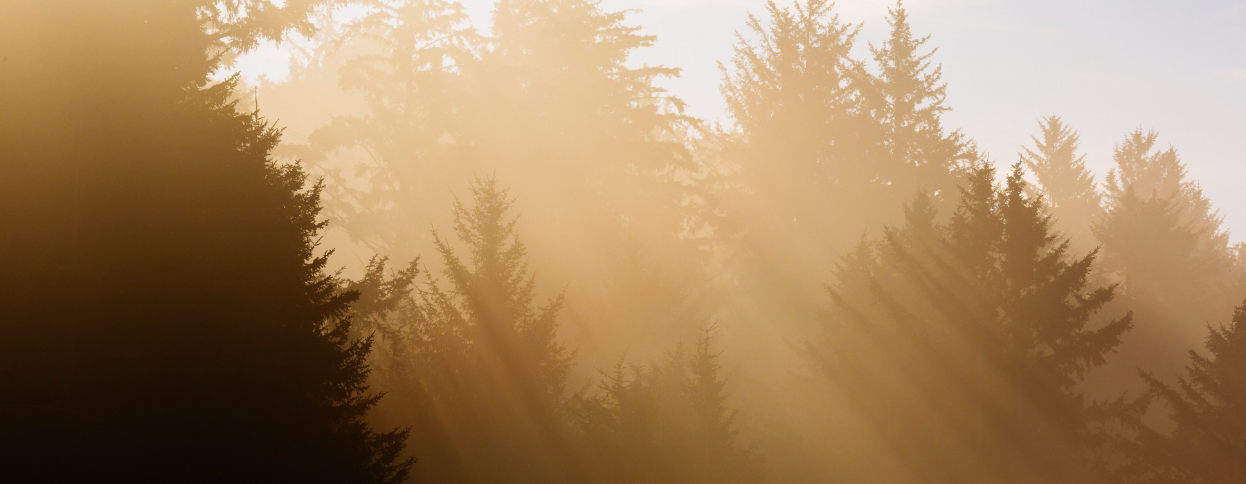 forest trees during golden hour