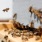 Closeup photos of a beehive