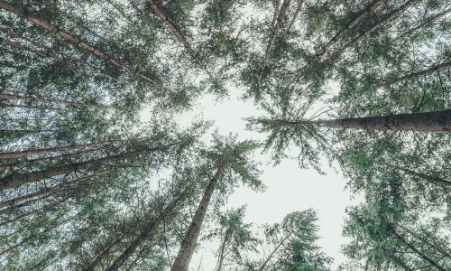View of the forest trees from below 